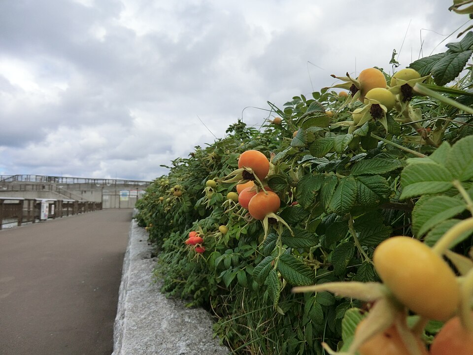 ハマナスの植え込み（地域のイメージ写真）
